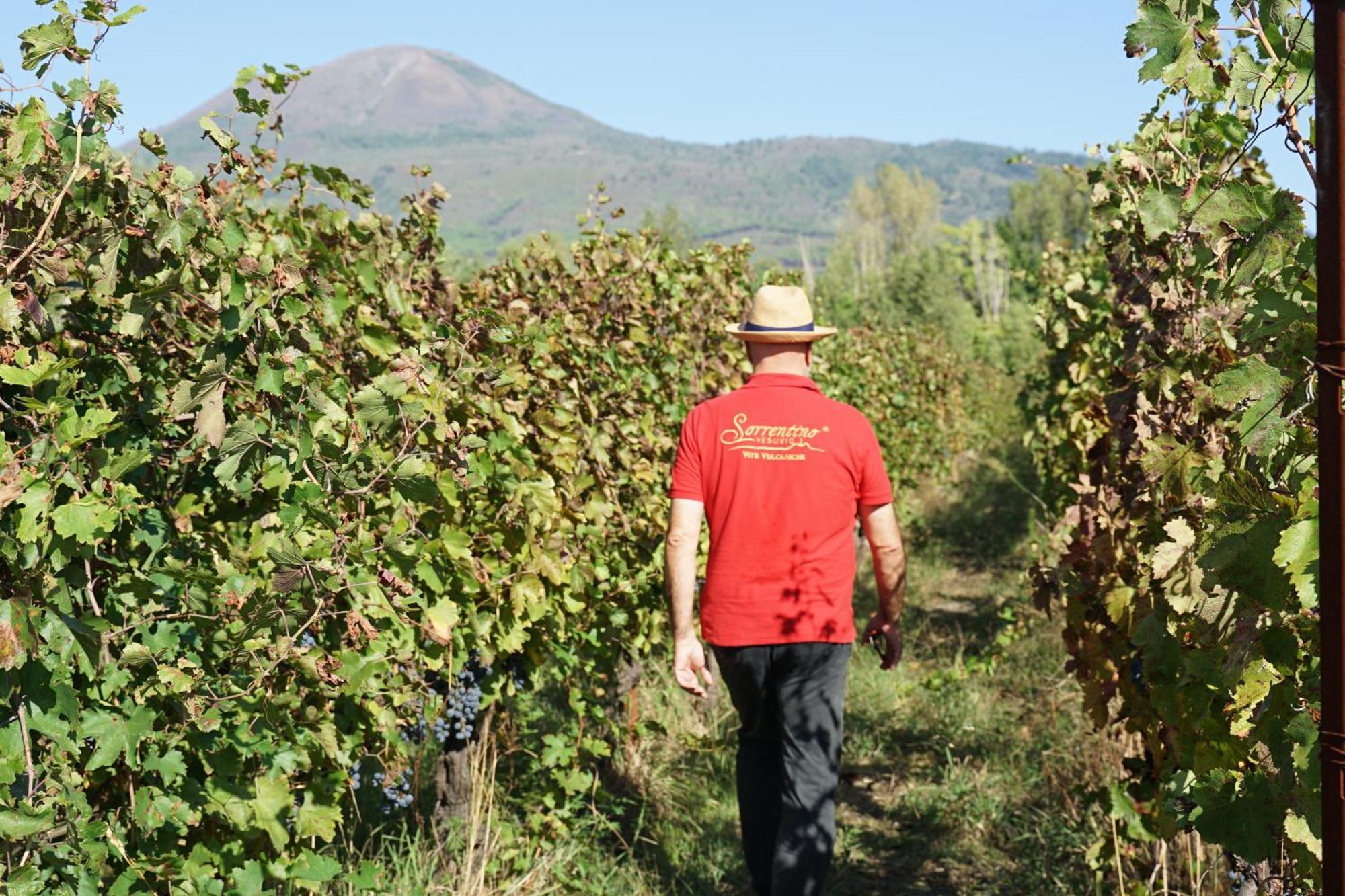 Vesuvio Inn Bed & Wine Experience Boscotrecase Exteriör bild